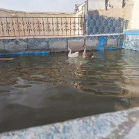 غوغاز|حیوانات مزرعه|همدان, |دیوار