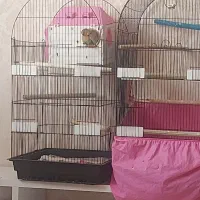 کوتوله برزیلی ۳ماهه دونخور نیمه دستی|پرنده|مشهد, فارغ التحصیلان|دیوار