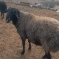 دام گوسفند قوچ