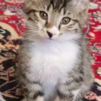 گربه خانگی واگذاری