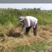 فروش سرلاشع ونیم دانه درجه یک طارم هاشمی|خوردنی و آشامیدنی|نسیم‌شهر, |دیوار