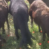 بره گوشتی برای کشتار