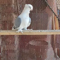 بلژیکی،پروانه ای|پرنده|شبستر, |دیوار