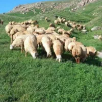 دامداری  نسیم شهر