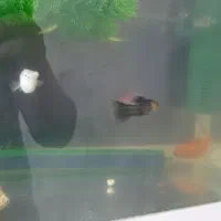 آکواریوم|ماهی|دزفول, |دیوار