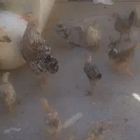 مرغ با جوجه محلی اصل