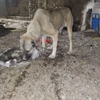 سگ گله فوق العاده اصیل افغان