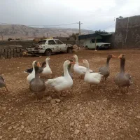 مجسمه غاز