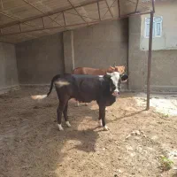 اوله قربانی