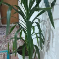 نخل یوکا حدود یک متر