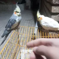 عروس هلندی گم شده به یابنده مژدگانی داده میشود