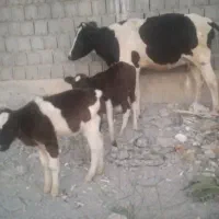 گاو اسرائیلی  دو قلو زا با دو گوساله