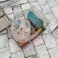 قفس|لوازم جانبی حیوانات|بیرجند, |دیوار