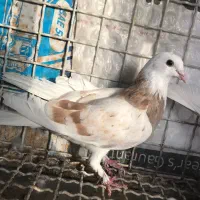 شازده