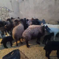 میش بره داربزافغانی بزغاله دارقوچ معاوضه با ماشین