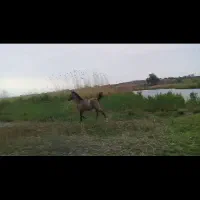 اسب کرد نریان