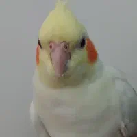 عروس هلندی گمشده