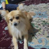 پامرانیا نژاد روباه اصلی|سگ|بیرجند, |دیوار