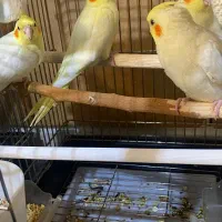 پرنده عروس هلندی|پرنده|شهرکرد, |دیوار