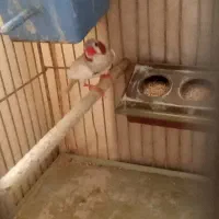 فنج فنچ نر