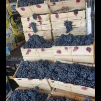 انگورسیاه شانی سردشت(دیمی)قزوینی|خوردنی و آشامیدنی|شیراز, دکتر حسابی|دیوار