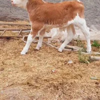 ماده گاو مونت شیری شکم دوم با گوساله هرفورد نر