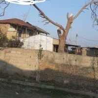 خریدچوب ودرخت های باغی