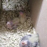 جوجه عروس سرلاکی|پرنده|قائن, |دیوار