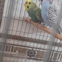 یک جفت مرغ عشق اورجینال