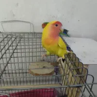 قبول واگذاری عروس هلندی طوطی برزیلی