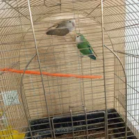 طوطی کوتوله برزیلی