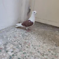 کبوتر شو سرخ 10به 10