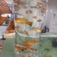 ماهی دم شمشیری|ماهی|دزفول, |دیوار