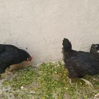 دو عدد مرغ جوان تخم گذار محلی