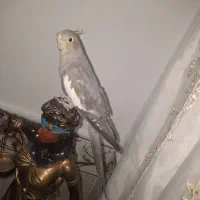 عروس هلندی نر