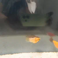 ماهی مولی بالن|ماهی|مرودشت, کناره|دیوار