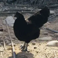 مرغ و خروس