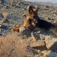 توله سگ ژرمن شولاین|سگ|جیرفت, |دیوار