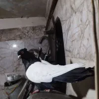 کبوترسینه سیاه زاغ دم سفید40سانتی