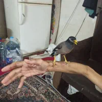 مینا|پرنده|شیراز, فخرآباد (دروازه کازرون)|دیوار