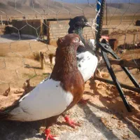 کبوتر خوب.|سگ|نیشابور, مازول|دیوار