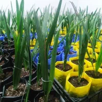 نخل کشت بافت شرکتی با ضمانت