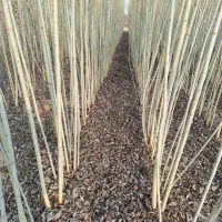 صنوبر نیگرا|خدمات باغبانی و درختکاری|آمل, |دیوار