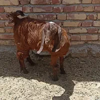 گوسفند گتاچ