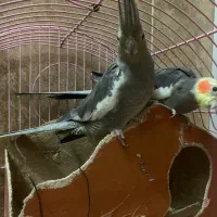 عروس هلندی جفت و تضمینی به شرط جوجه دادن