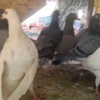 کبوتر کفتر|پرنده|قزوین, |دیوار