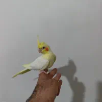 عروس هلندی فوق رام