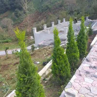 خدمات باغبانی|خدمات باغبانی و درختکاری|لاهیجان, کوی استادان|دیوار