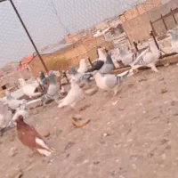 ۳۲عدد کفتر پرشی|پرنده|تاکستان, |دیوار