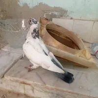 کفتر فروشی|پرنده|بندر کنگان, |دیوار